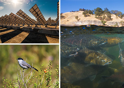 Environmental Stewardship Collage